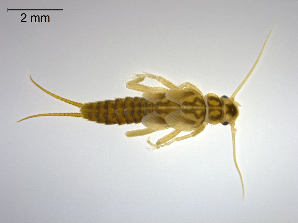 Siphonoperla burmeisteri